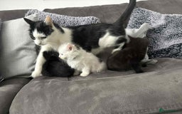 Mixed Breed cats for sale: Beautiful kittens - Image 5