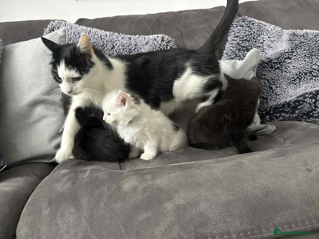 Mixed Breed cats for sale: Beautiful kittens - Image 5