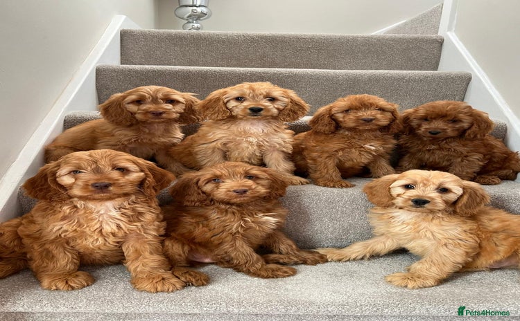 Cockapoo dogs - Advert 1