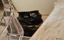 Scottish Fold cats for sale: Tortie girl, wonderful personality, 1.5years old - Advert 6
