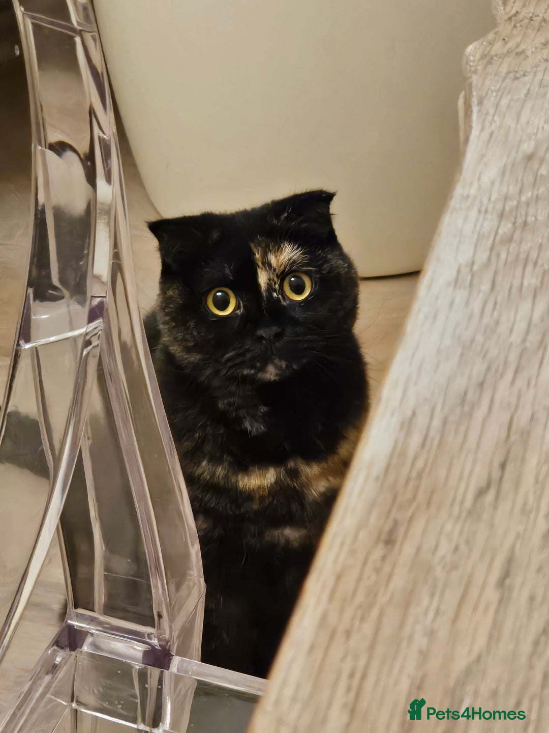 Scottish Fold cats for sale: Tortie girl, wonderful personality, 1.5years old - Advert 6