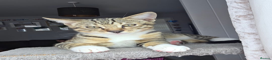 Bengal Kitten 1