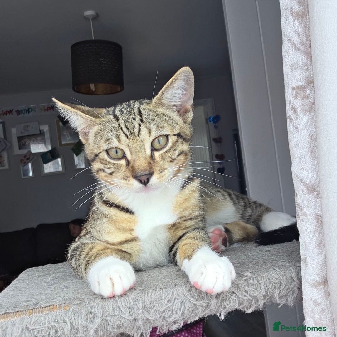 Bengal cats for sale: Bengal X kittens - Image 25