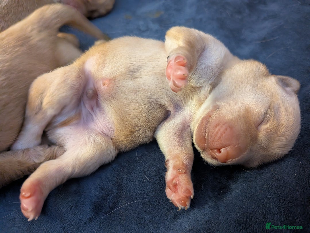 Goldador dogs for sale: Goldador puppies - all reserved  - Advert 5