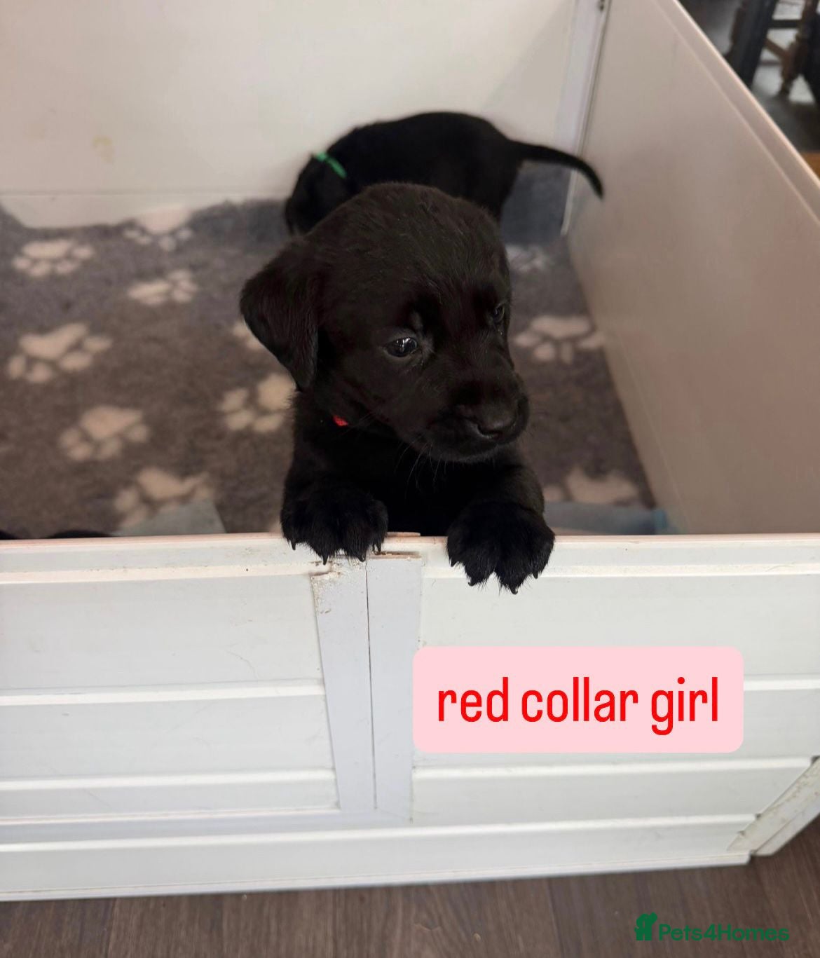 Labrador Retriever dogs Pedigree Black Labrador pups boys and girls - Advert 2