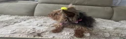 Yorkshire Terrier dogs for sale: Stunning  Yorkshire Terrier puppies 1 Puppy Left - Advert 12