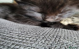 Mixed Breed cats for sale: 5 Beautiful kitten for sale - Image 4