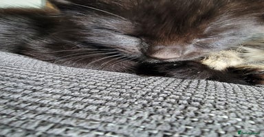 Mixed Breed cats - Advert 12