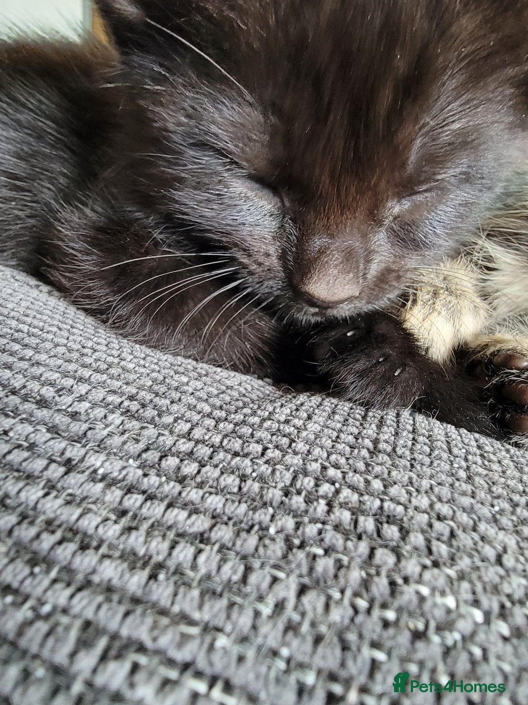 Mixed Breed cats for sale: 5 Beautiful kitten for sale - Image 4