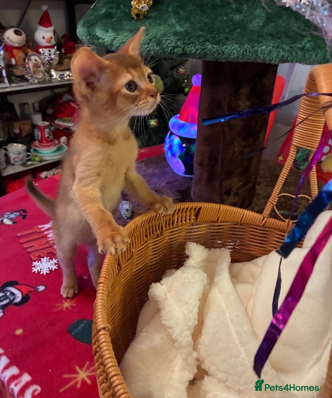 Abyssinian cats for sale: Abyssinian kittens looking for forever homes - Advert 10