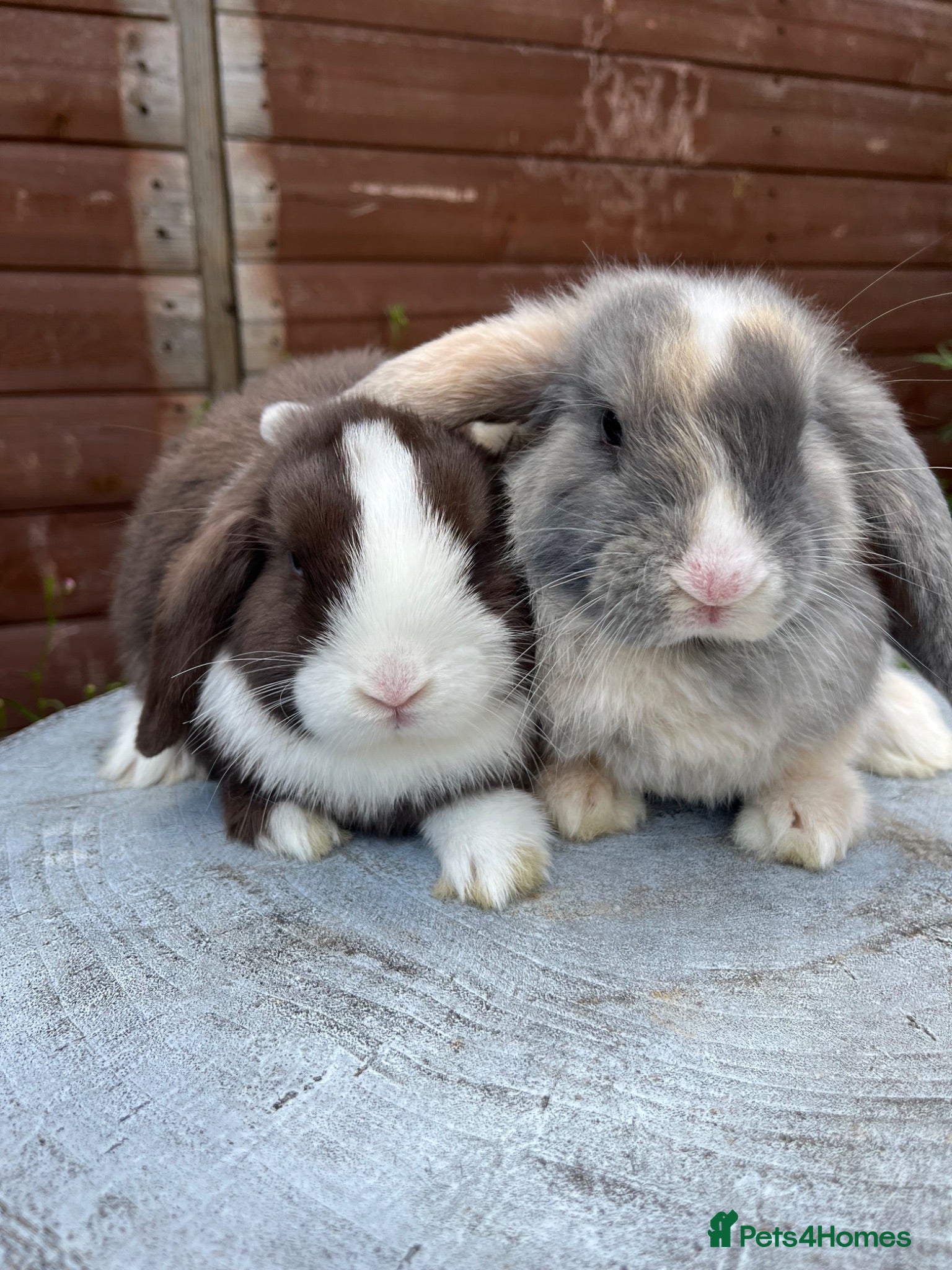 Mini Lop rabbits Gorgeous mini lops ready to go now   - Advert 9