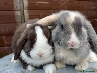 Mini Lop rabbits Gorgeous mini lops ready to go now - Advert 9