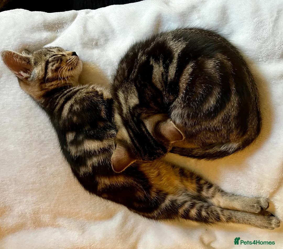 Bengal cats for sale:  Glittery Bengal X KittensWith Famous References!  - Advert 22