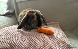 Mixed Breed rabbits for sale: Gorgeous mixed lop - Image 2