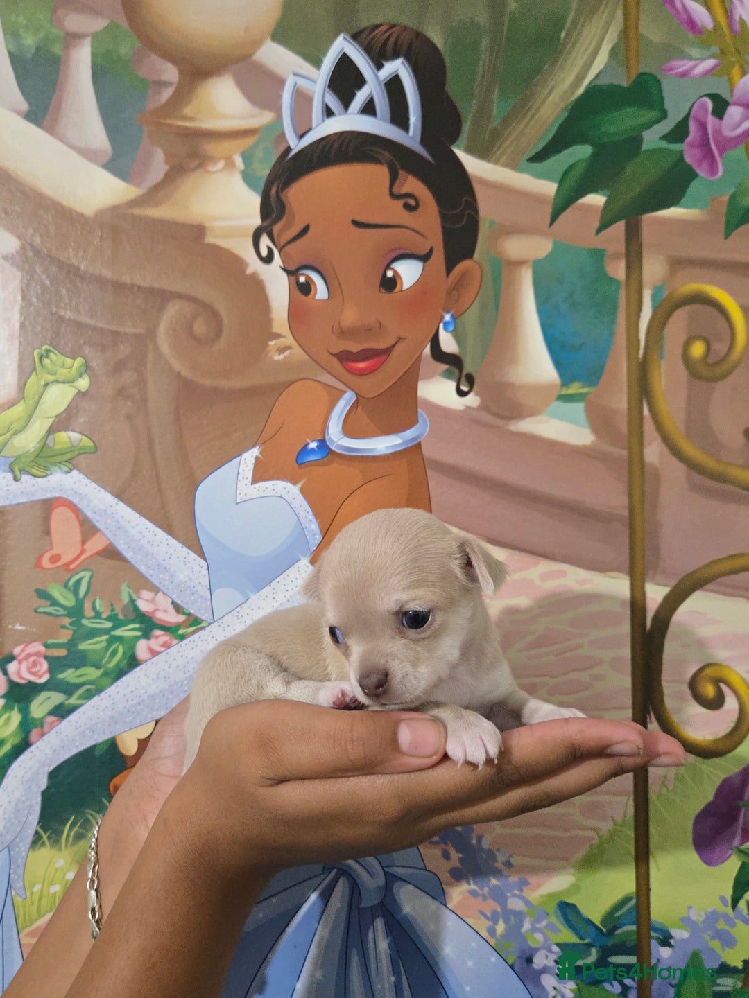 Chihuahua dogs for sale: Gorgeous Chihuahua Puppies Looking 4 Forever Homes - Image 32