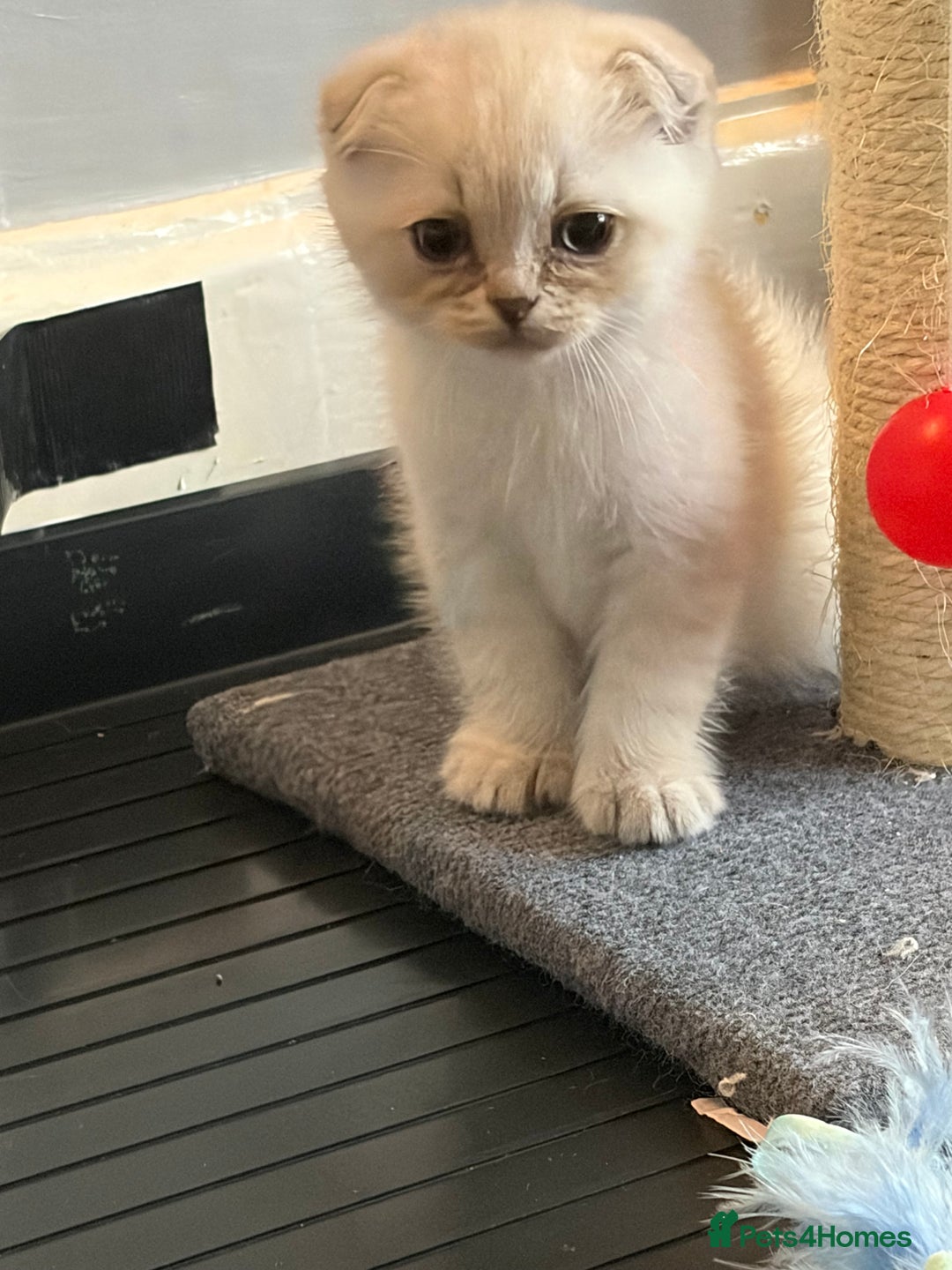Scottish Fold cats for sale: Scottish Fold/Straight Kittens  - Advert 4