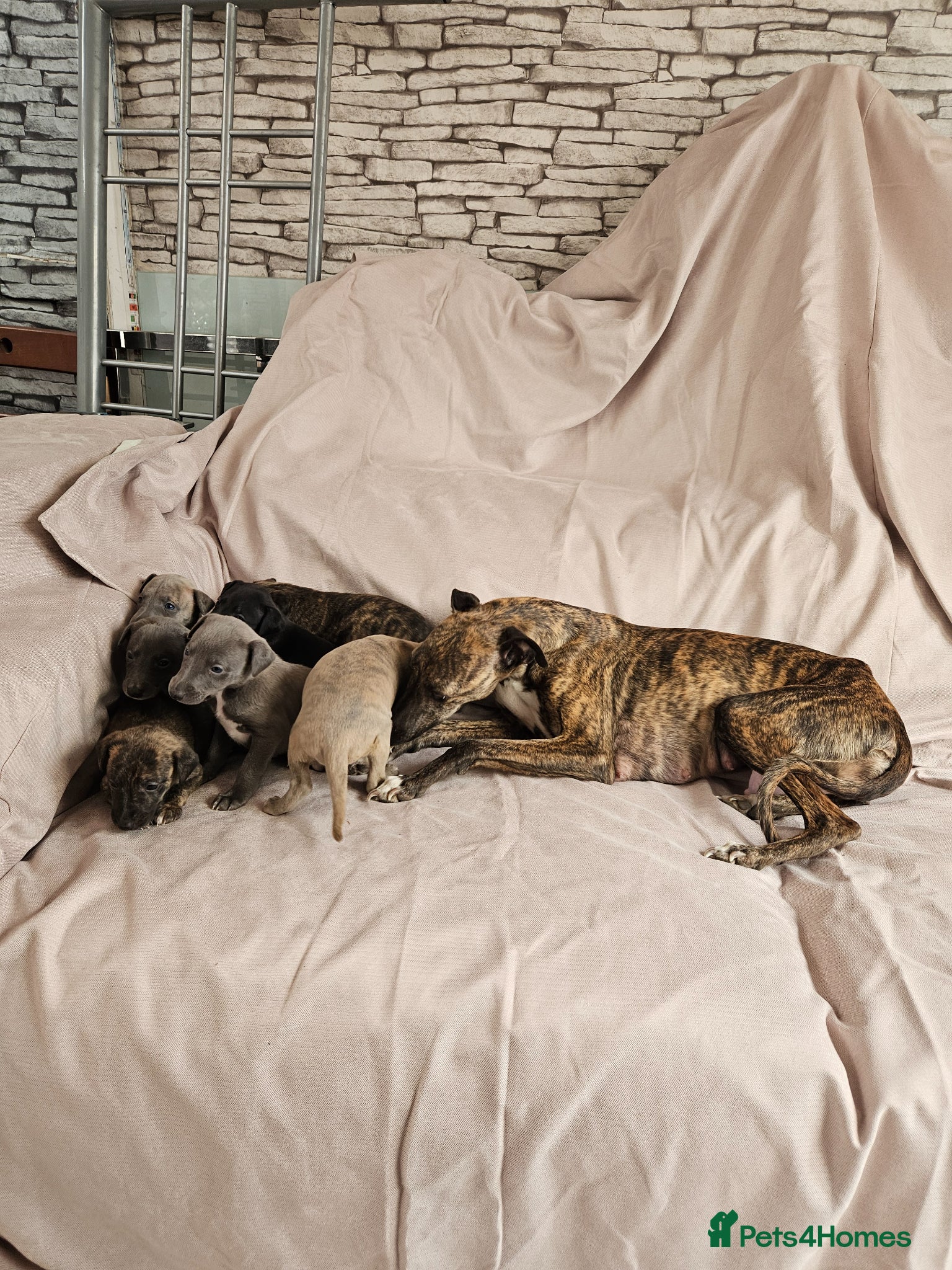 Whippet dogs for sale: Beautiful Whippet Puppies - Advert 1
