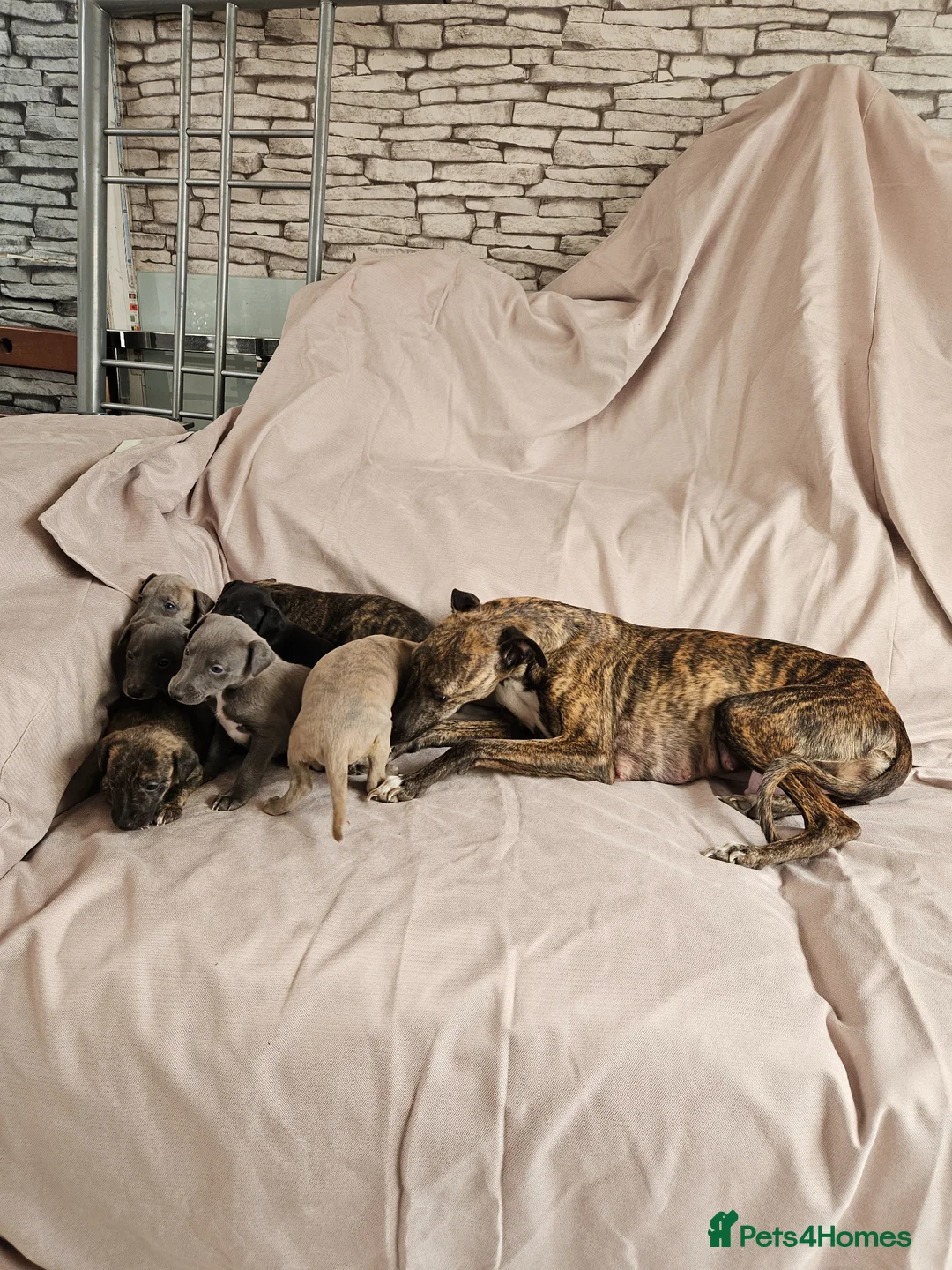 Whippet dogs for sale: Beautiful Whippet Puppies - Advert 1