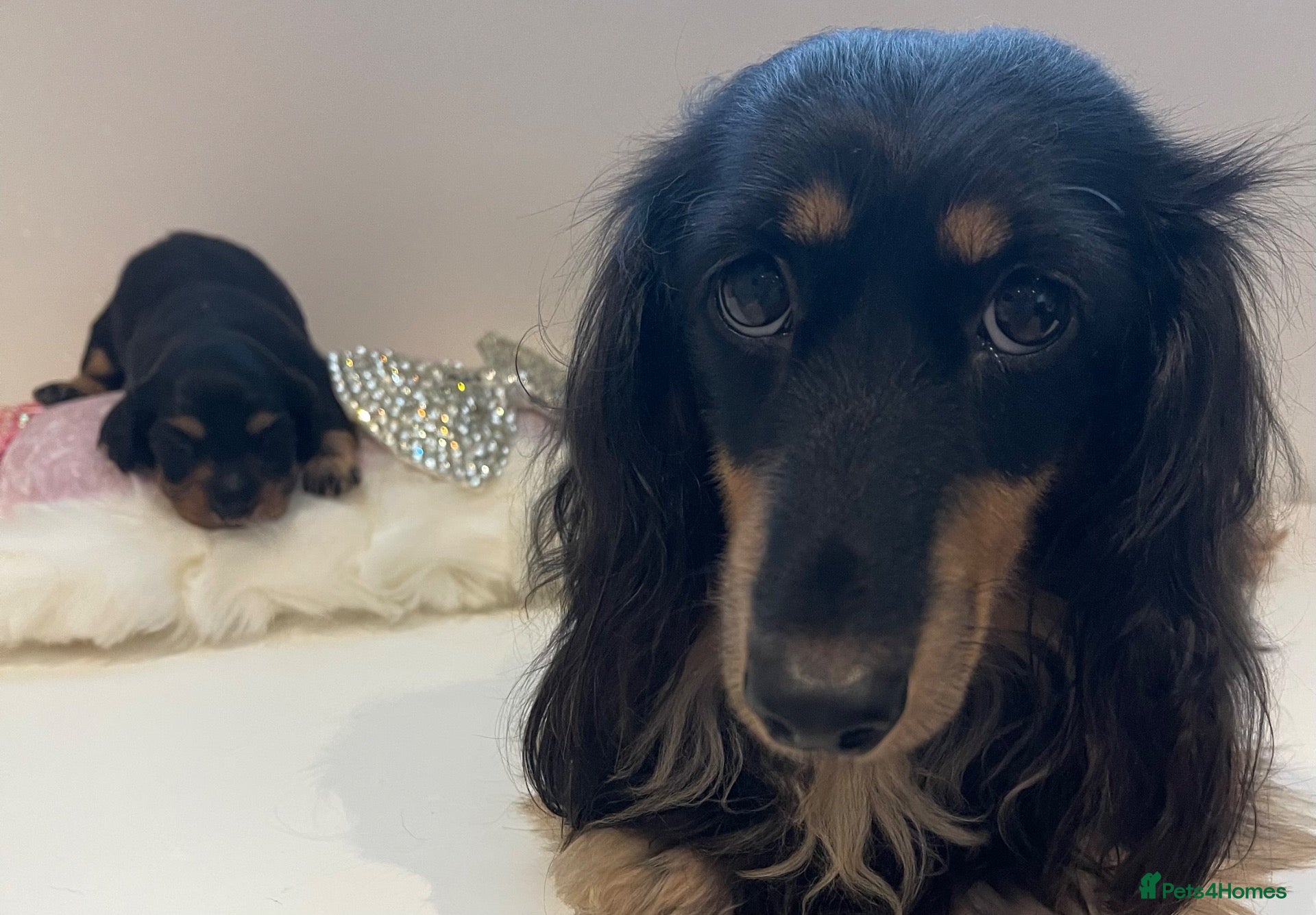 Miniature Dachshund dogs Beautiful Black & Tan Girl Long Haird Available  - Advert 16