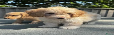 Doxiepoo 1