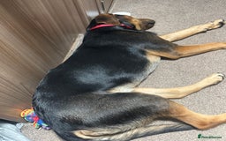 Mixed Breed dogs for sale: German shepherd x Labrador - Image 6