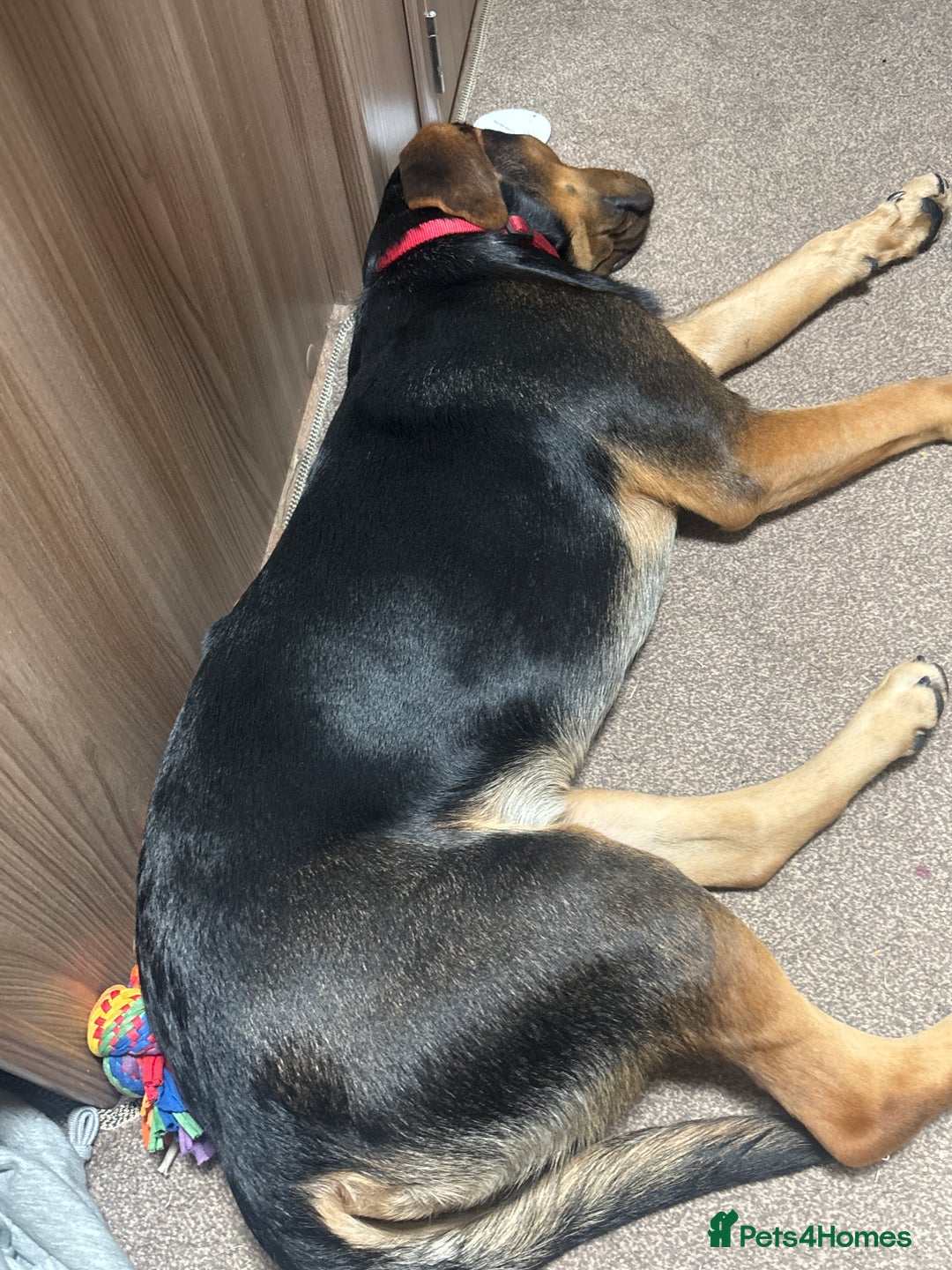 Mixed Breed dogs for sale: German shepherd x Labrador - Image 6