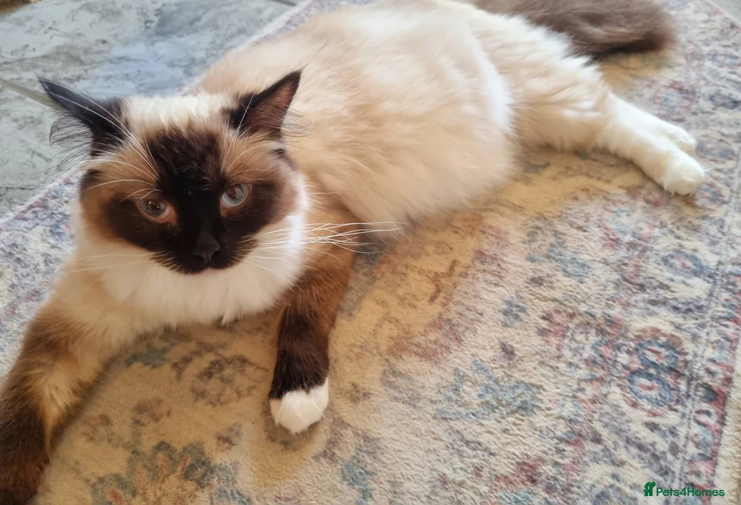 Ragdoll cats for sale: 🩵 Pure Breed Ragdoll Kittens  🩷 - Advert 12