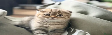 Scottish Fold 2