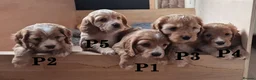 Mixed Breed dogs for sale: Cockapoo and Cavalier King Charles Spaniel mix - Advert 1