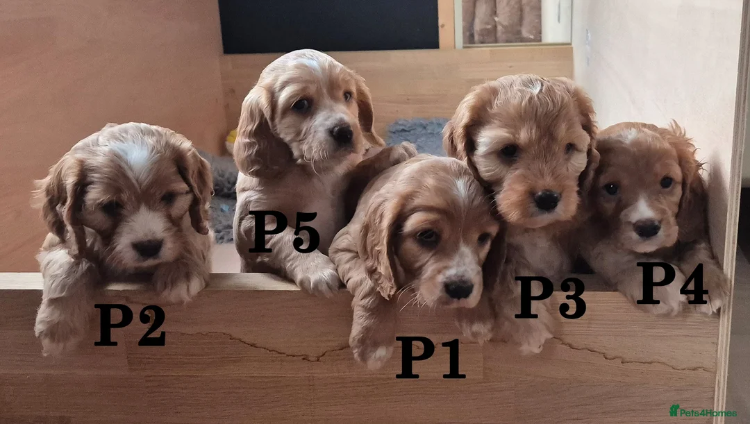 Mixed Breed dogs for sale: Cockapoo and Cavalier King Charles Spaniel mix - Advert 1