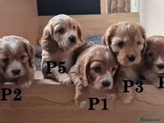 Mixed Breed dogs Cockapoo and Cavalier King Charles Spaniel mix - Advert 3