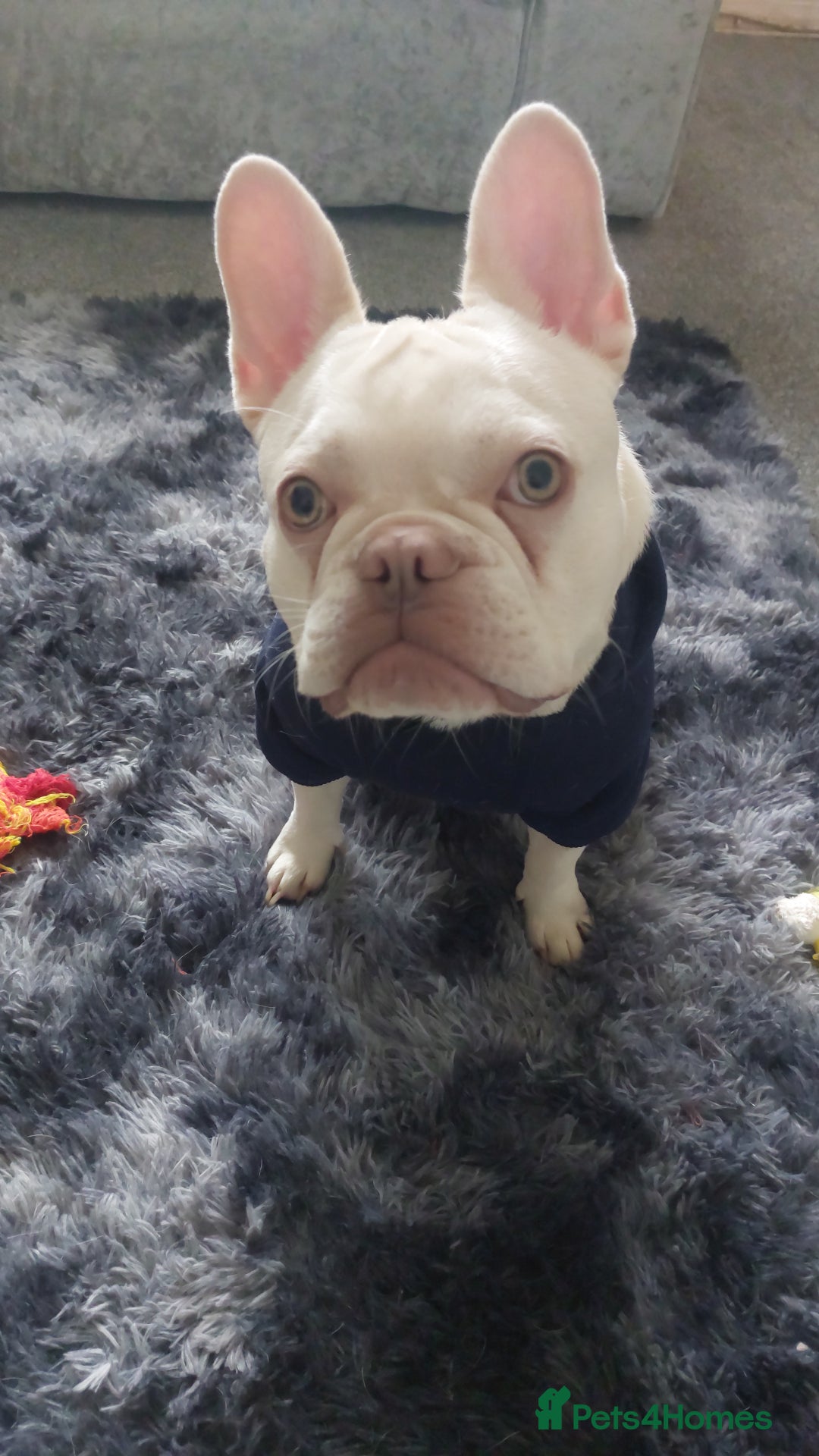 French Bulldog dogs for stud: Hugo  - Image 3
