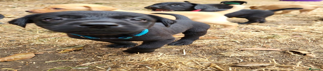 Labrador Retriever Puppy 2