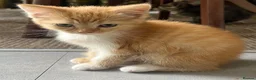 Mixed Breed cats for sale: 5 lovely kittens for sale  - Advert 21