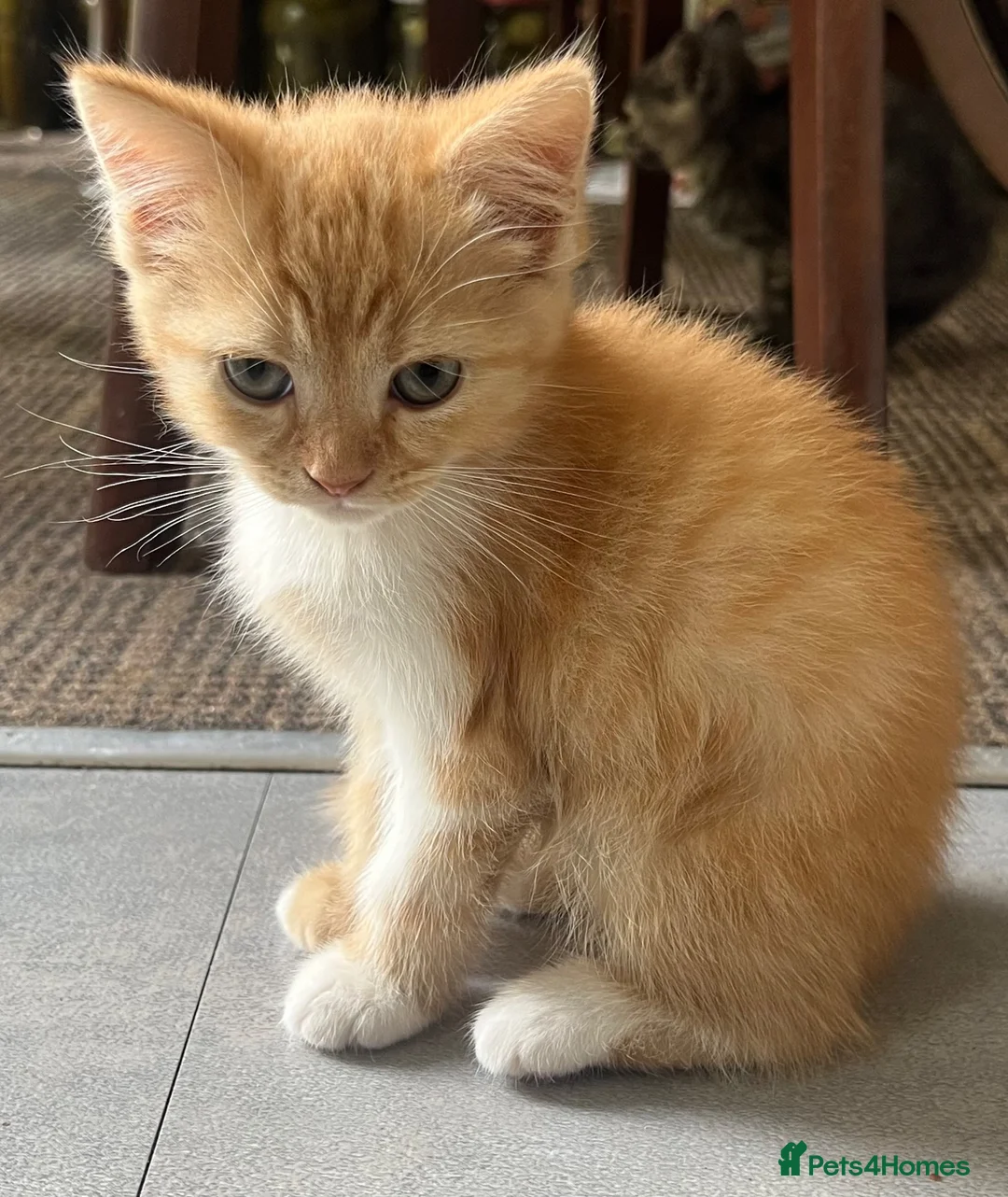 Mixed Breed cats for sale: 5 lovely kittens for sale  - Advert 21