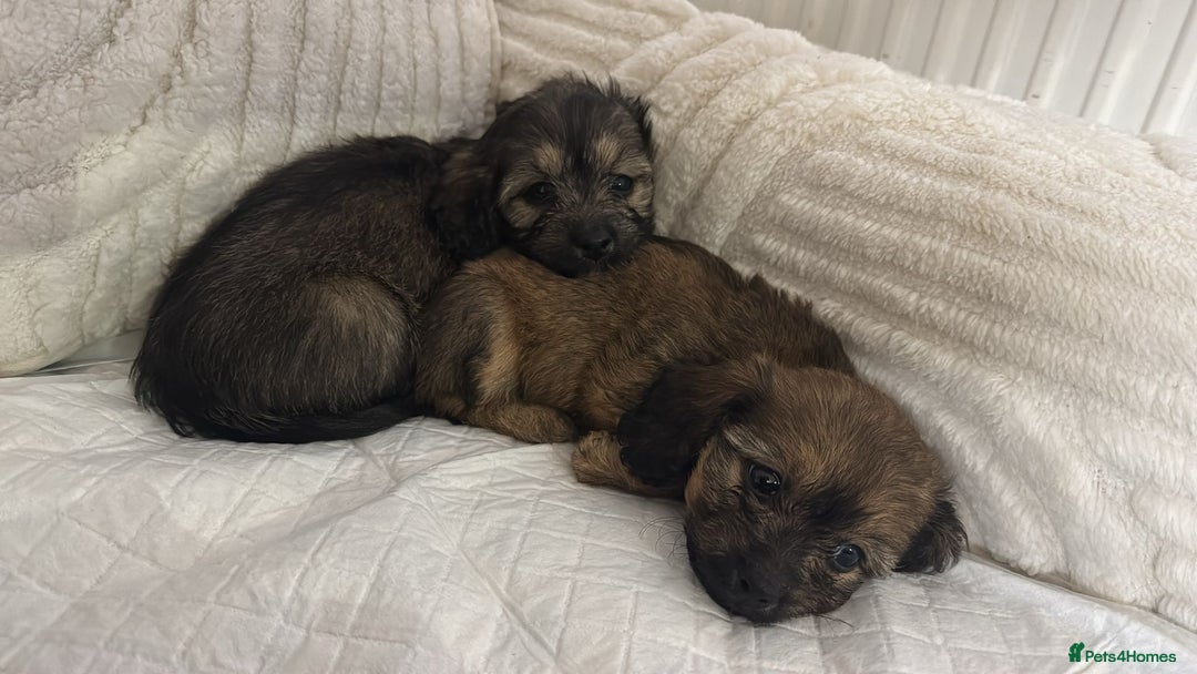 Mixed Breed dogs for sale: 6 Beautiful Daxichons - Advert 16