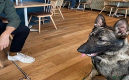 German Shepherd dogs for sale: German Shepherd Puppy (12 months) - Image 6