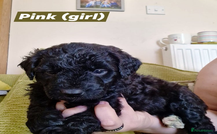 Mixed Breed dogs - Advert 7