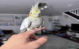 Cockatiels birds for sale: Beautiful Pair of Cockatiels – Healthy & Friendly - Image 3