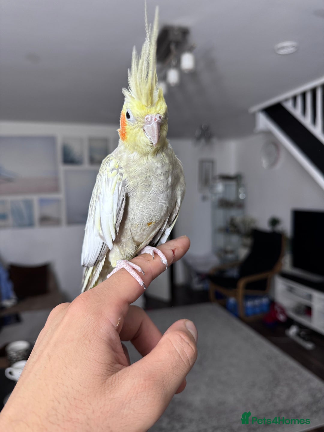 Cockatiels birds for sale: Beautiful Pair of Cockatiels – Healthy & Friendly - Image 3