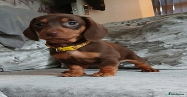 Dachshund dogs - Advert 4