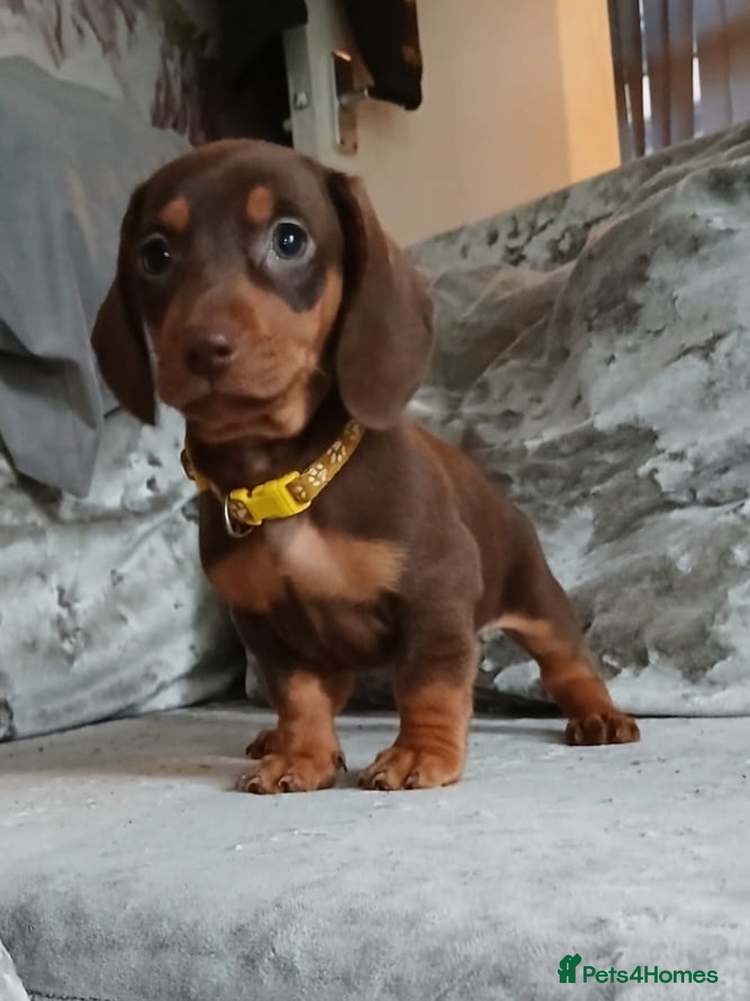 Dachshund dogs for sale:  11 week old Diva female Dachound - Image 2