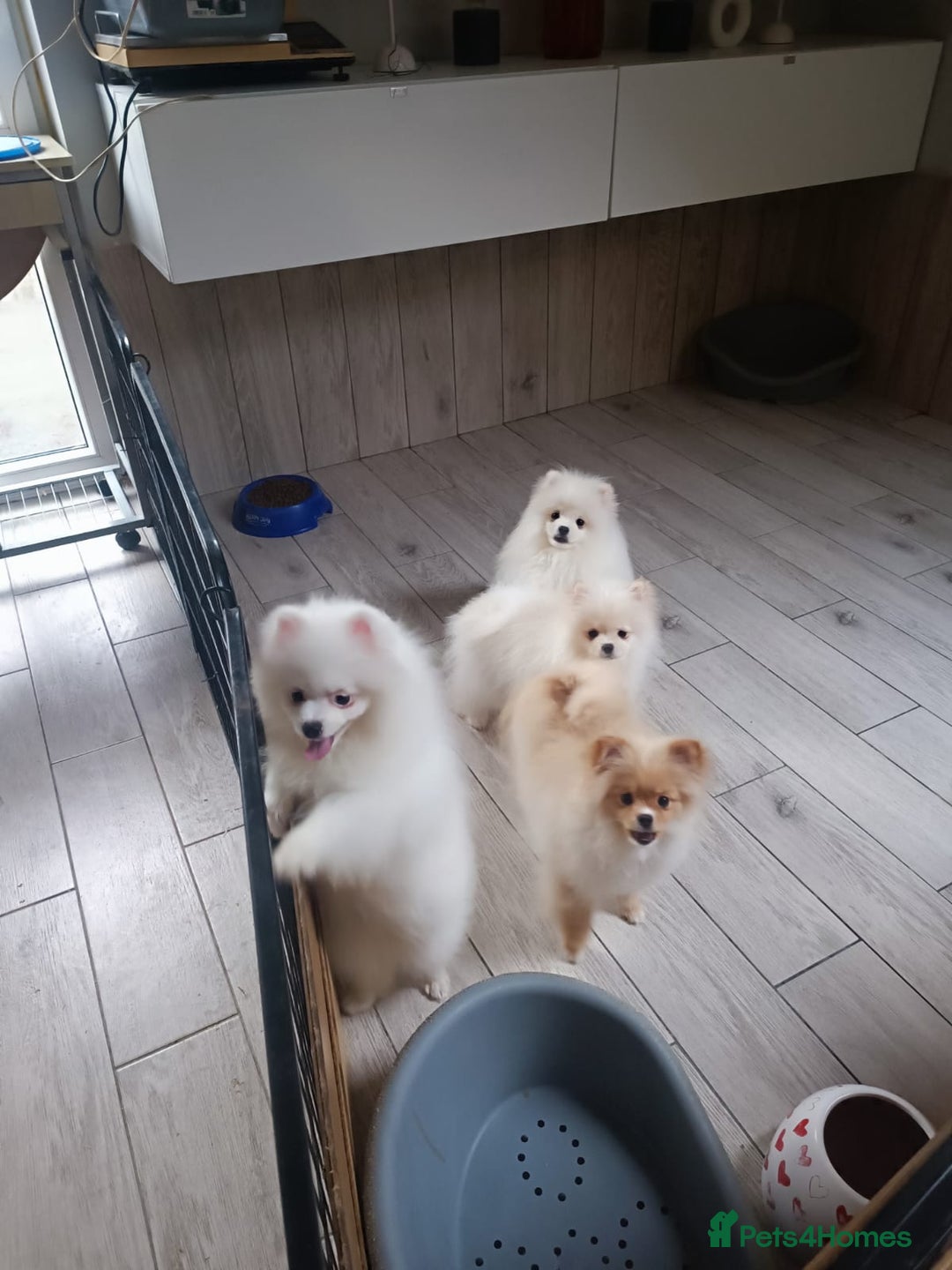 Pomeranian dogs for sale: Stunning oryginal pomeranian puppies   - Advert 3