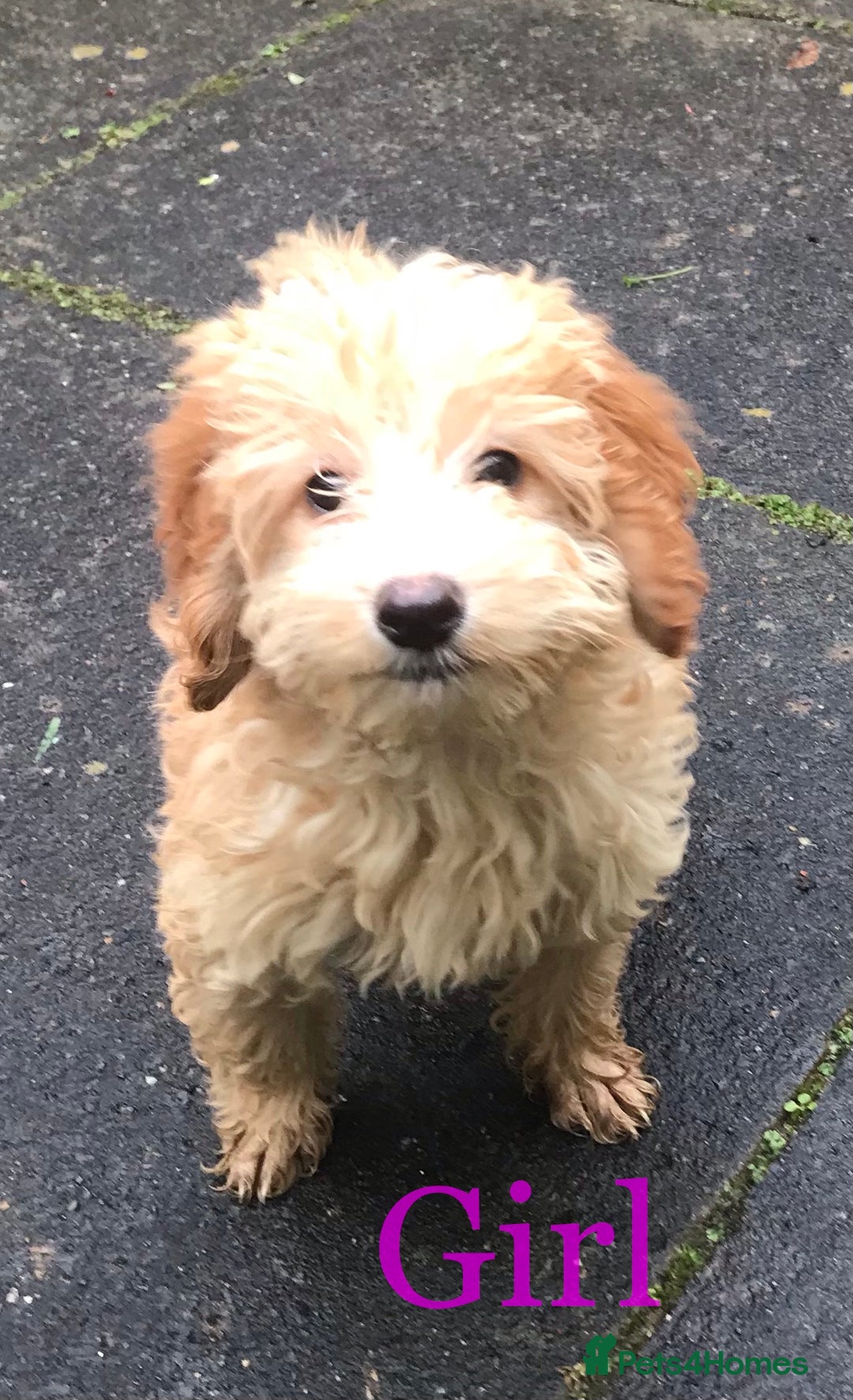 Miniature Poodle dogs for stud: Health Tested Apricot Miniature Poodle for stud in Llandeilo - Advert 9