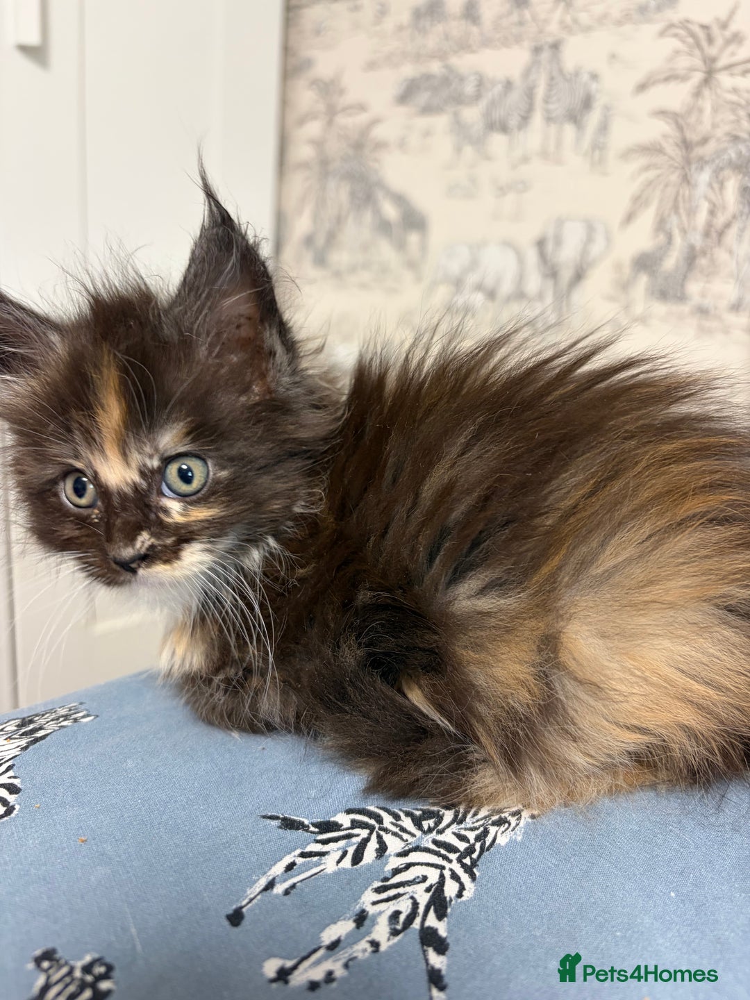 Maine Coon cats for sale: Champion Russian line full Maine coon kittens - Advert 27