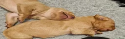 Labrador Retriever dogs for sale: Kc registered , health tested labrador pups.  in Ripon - Advert 4