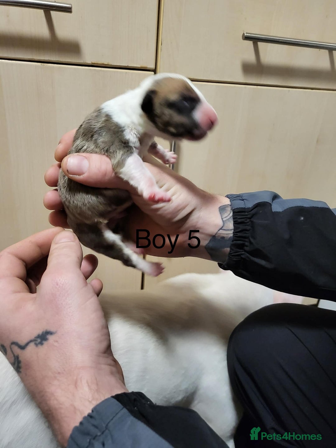 English Bull Terrier dogs for sale: English bull terrier puppies  - Advert 11