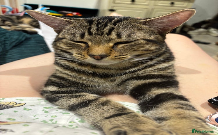 American Shorthair cats - Advert 12