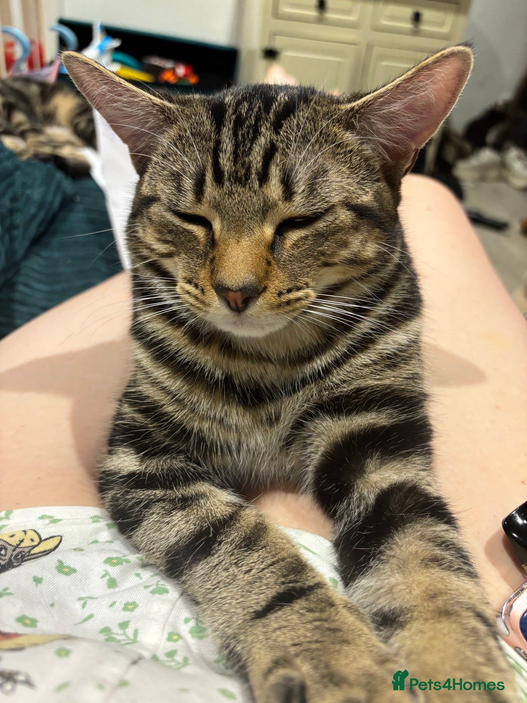 American Shorthair cats for sale: Pedro and Tigger - male tabby’s  - Image 1