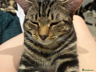 American Shorthair cats - Advert 1